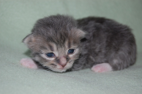 Kenzo 10 Tage alt.jpg